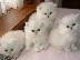 PoulaTo: chinchilla persian fold γατάκι